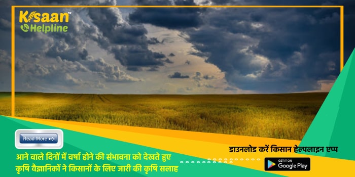 आने वाले दिनों में वर्षा होने की संभावना को देखते हुए कृषि वैज्ञानिकों ने किसानों के लिए जारी की कृषि सलाह आने वाले दिनों में वर्षा होने की संभावना को देखते हुए कृषि वैज्ञानिकों ने किसानों के लिए जारी की कृषि सलाह