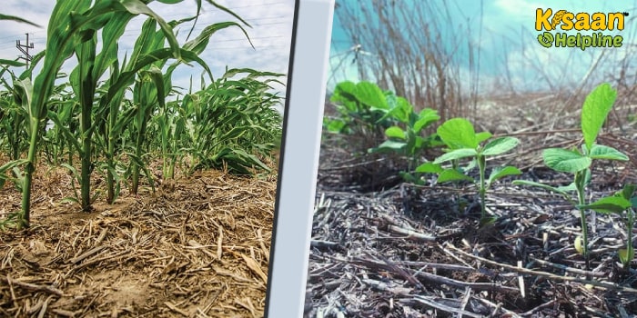 Unique Farming: खेत की जुताई के बिना भी किसान उगा सकेंगे अच्छी फसल, जानिए इस तरीके के बारे में Unique Farming: खेत की जुताई के बिना भी किसान उगा सकेंगे अच्छी फसल, जानिए इस तरीके के बारे में