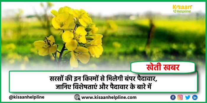 सरसों की इन किस्मों से मिलेगी बंपर पैदावार, जानिए विशेषताएं और पैदावार के बारे में