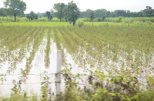 अधिक बारिश से हुए फसल नुकसान को लेकर मुख्यमंत्री कमल नाथ ने जारी किये निर्देश अधिक बारिश से हुए फसल नुकसान को लेकर मुख्यमंत्री कमल नाथ ने जारी किये निर्देश