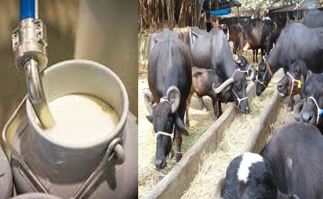 भैंस का दूध कई मायनों में गाय के दूध की अपेक्षा ज्यादा महत्वपूर्ण होता है, जानिए कैसे भैंस का दूध कई मायनों में गाय के दूध की अपेक्षा ज्यादा महत्वपूर्ण होता है, जानिए कैसे