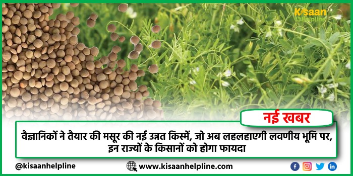 वैज्ञानिकों ने तैयार की मसूर की नई उन्नत किस्में, जो अब लहलहाएगी लवणीय भूमि पर, इन राज्यों के किसानों को होगा फायदा