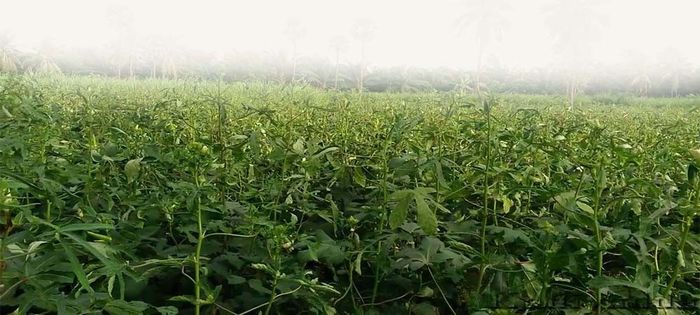 भिंडी की खेती के लिए जरुरी जानकारी, अवश्य पढ़े भिंडी की खेती के लिए जरुरी जानकारी, अवश्य पढ़े