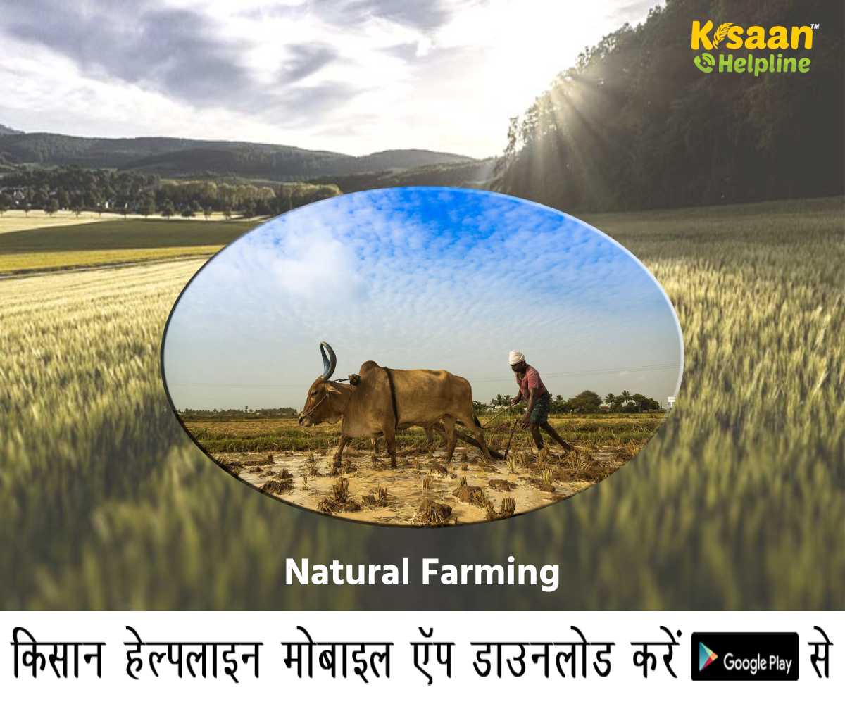 Success Story: आधुनिक युग में प्राकृतिक खेती को अपनाकर कर रहे है अच्छी कमाई, जानिए एक किसान की सफल कहानी Success Story: आधुनिक युग में प्राकृतिक खेती को अपनाकर कर रहे है अच्छी कमाई, जानिए एक किसान की सफल कहानी