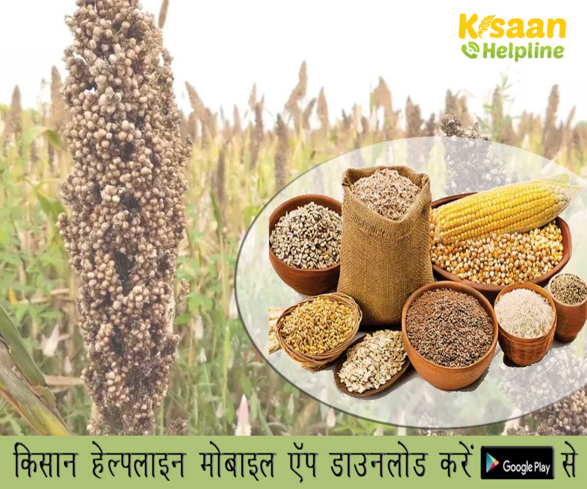 Protected Farming: इम्यूनिटी-इम्यून सिस्टम को मजबूत करता है मोटा अनाज  Protected Farming: इम्यूनिटी-इम्यून सिस्टम को मजबूत करता है मोटा अनाज