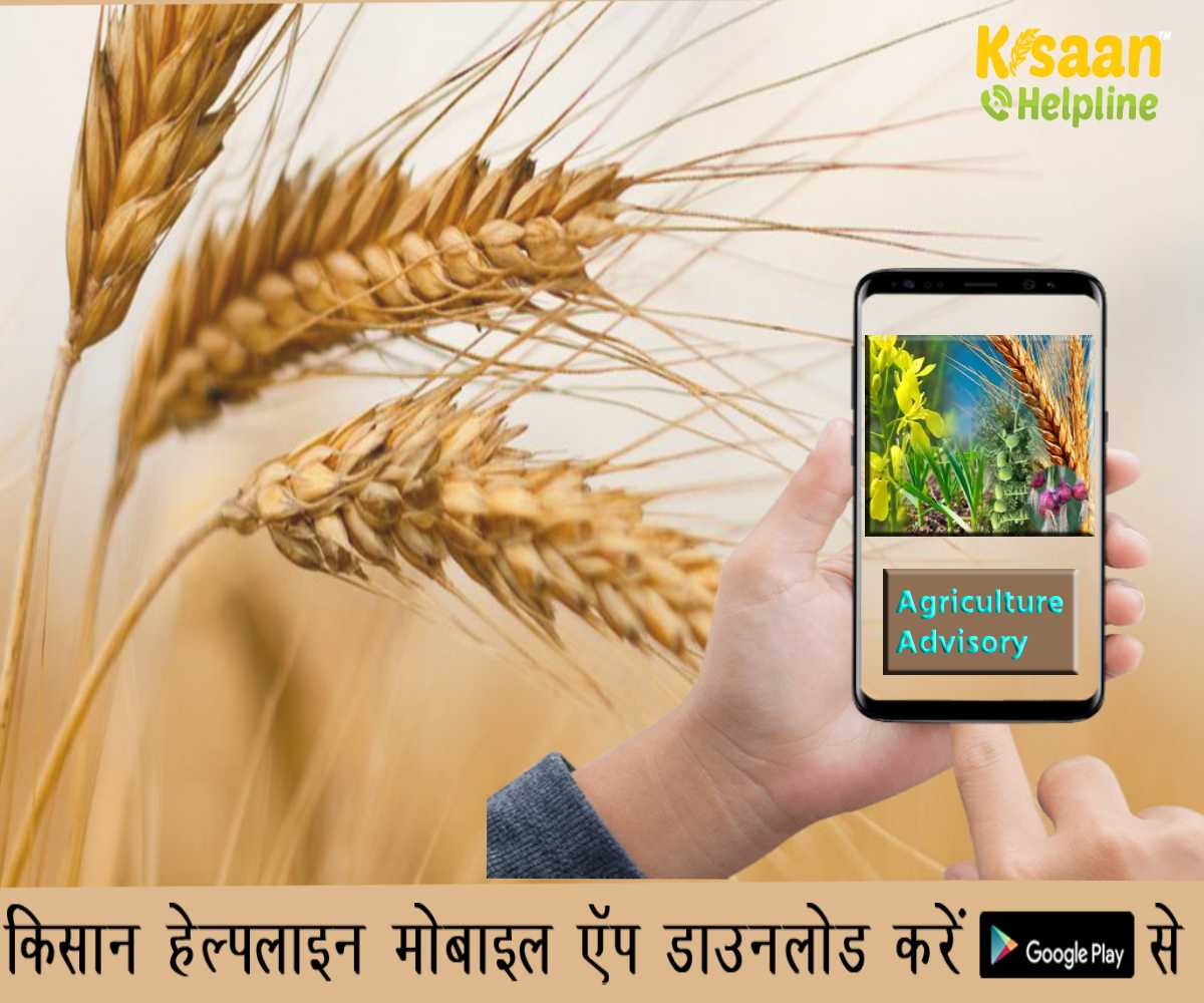 Agriculture Advisory: जवाहरलाल नेहरू कृषि विश्वविद्यालय जबलपुर द्वारा किसानों के लिए मौसम आधारित कृषि एडवाइजरी जारी की Agriculture Advisory: जवाहरलाल नेहरू कृषि विश्वविद्यालय जबलपुर द्वारा किसानों के लिए मौसम आधारित कृषि एडवाइजरी जारी की