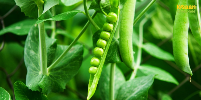 किसान अब मटर की उन्नत खेती से पाएंगे अधिक पैदावार, जानिए पूरी तकनीक और सलाह