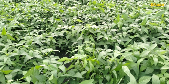 सोयाबीन की फसल पर कीटों और रोगों का प्रकोप: नुकसान से बचने के लिए करें इन कीटनाशकों का छिड़काव