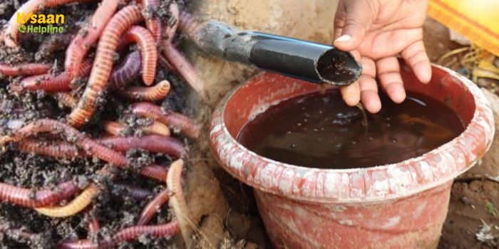 वर्मीवाश बनाने का आसान तरीका, जानिए इसके फायदों के बारे में वर्मीवाश बनाने का आसान तरीका, जानिए इसके फायदों के बारे में