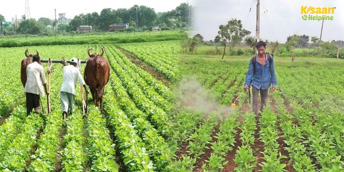 सोयाबीन फसल में खरपतवार नियंत्रण, किसानों के लिए जरूरी सलाह
