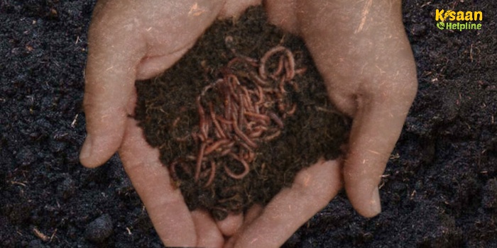 केंचुआ खाद: खेती के लिए वरदान, जानें इसके उत्पादन और फायदे केंचुआ खाद: खेती के लिए वरदान, जानें इसके उत्पादन और फायदे