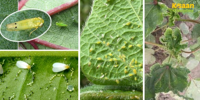 भिंडी की फसल को बचाने के लिए आवश्यक उपाय: पीली पत्ती शिरा मोजैक और पर्ण कुन्चन रोगों से कैसे करें बचाव