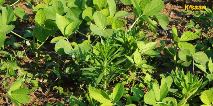 खरीफ मौसम में खरपतवारों का प्रकोप, जानें खरपतवार प्रबंधन के बारे में खरीफ मौसम में खरपतवारों का प्रकोप, जानें खरपतवार प्रबंधन के बारे में