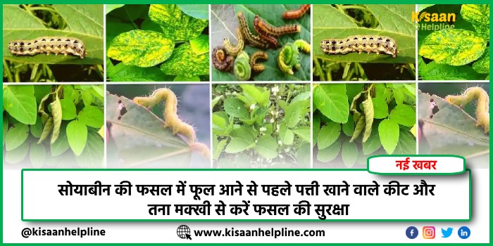 सोयाबीन की फसल में फूल आने से पहले पत्ती खाने वाले कीट और तना मक्खी से करें फसल की सुरक्षा