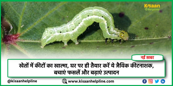 खेतों में कीटों का खात्मा, घर पर ही तैयार करें ये जैविक कीटनाशक, बचाएं फसलें और बढ़ाएं उत्पादन खेतों में कीटों का खात्मा, घर पर ही तैयार करें ये जैविक कीटनाशक, बचाएं फसलें और बढ़ाएं उत्पादन