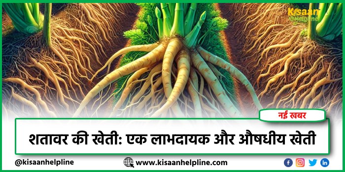शतावर की खेती: एक लाभदायक और औषधीय खेती