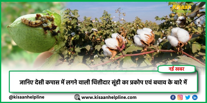 जानिए देसी कपास में लगने वाली चित्तीदार सूंडी का प्रकोप एवं बचाव के बारे में