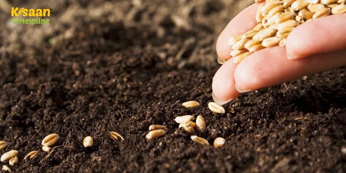 अक्टूबर के दूसरे सप्ताह से करें गेहूं की बुवाई, सही बीज का चयन जरूरी
