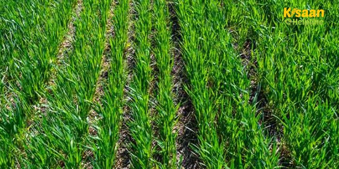 खेती में फफूंद जनित रोगों से बचाव के आसान उपाय, ट्राइकोडर्मा का प्रयोग कर फसल की पैदावार बढ़ाएँ खेती में फफूंद जनित रोगों से बचाव के आसान उपाय, ट्राइकोडर्मा का प्रयोग कर फसल की पैदावार बढ़ाएँ