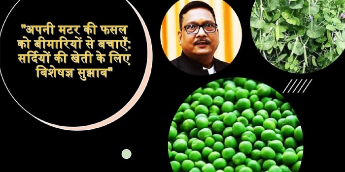 अपनी मटर की फसल को बीमारियों से बचाएँ: सर्दियों की खेती के लिए विशेषज्ञ सुझाव"
