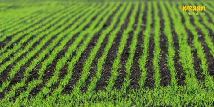 अगर आप गेहूं की देरी से बुवाई करते हैं तो इन कम अवधि वाली किस्मों को अपनाएं, भरपूर उत्पादन होगा