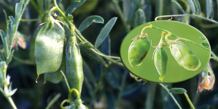 मसूर की फसल पर कीटों का हमला: जानिए कैसे बचाएं उपज और गुणवत्ता मसूर की फसल पर कीटों का हमला: जानिए कैसे बचाएं उपज और गुणवत्ता