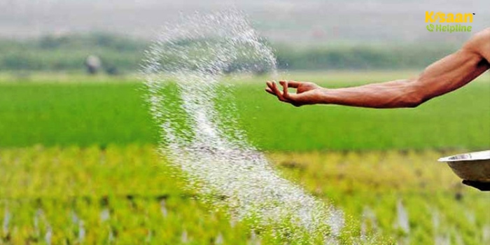 डीएपी की कमी से न हों परेशान, इन विकल्पी उर्वरकों से बढ़ाएं गेहूं-चना का उत्पादन डीएपी की कमी से न हों परेशान, इन विकल्पी उर्वरकों से बढ़ाएं गेहूं-चना का उत्पादन