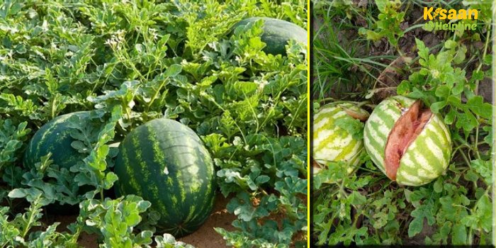 तरबूज फटने की समस्या: जानिए कारण और समाधान
