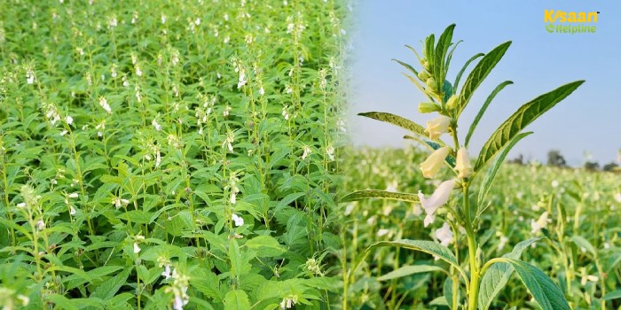 रबी फसल के बाद कम समय में ज्यादा मुनाफा! ये फसलें बन सकती हैं किसानों की बड़ी आय का जरिया" रबी फसल के बाद कम समय में ज्यादा मुनाफा! ये फसलें बन सकती हैं किसानों की बड़ी आय का जरिया"