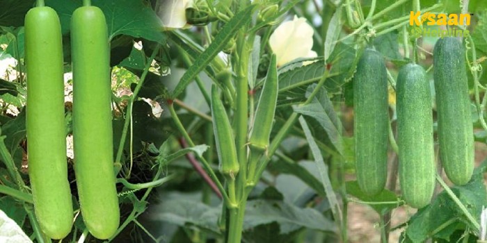 मार्च के माह में इन 3 सब्जियों की खेती करके कम लागत में कमा सकते है अच्छा खासा मुनाफा मार्च के माह में इन 3 सब्जियों की खेती करके कम लागत में कमा सकते है अच्छा खासा मुनाफा