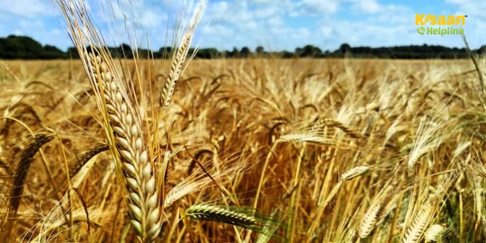 गेहूं की ये नई किस्में बढ़ाएंगी किसानों की आय, कम लागत में होगा अधिक उत्पादन गेहूं की ये नई किस्में बढ़ाएंगी किसानों की आय, कम लागत में होगा अधिक उत्पादन