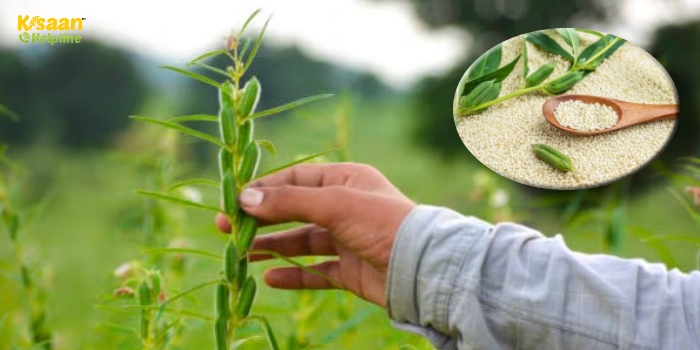 गर्मी में तिल की खेती से किसान कमा सकते हैं बढ़िया मुनाफा, जानें बुवाई से कटाई तक की पूरी जानकारी