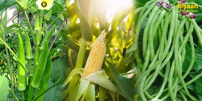 गर्मी में मक्का, भिंडी और लोबिया की खेती कर बढ़ाएं आमदनी, जानें बुवाई का सही तरीका गर्मी में मक्का, भिंडी और लोबिया की खेती कर बढ़ाएं आमदनी, जानें बुवाई का सही तरीका