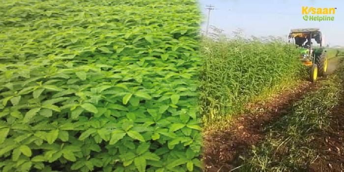 हरी खाद से मिट्टी की उर्वरता बढ़ाएँ: रबी की फसल की कटाई के बाद ढैंचा की बुवाई करें हरी खाद से मिट्टी की उर्वरता बढ़ाएँ: रबी की फसल की कटाई के बाद ढैंचा की बुवाई करें