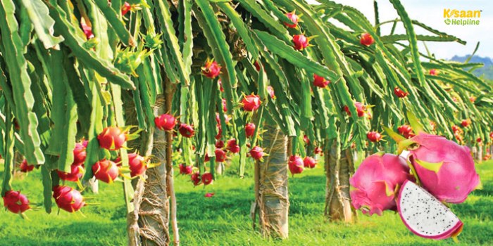 सिर्फ 100 पौधों से हर महीने कमाएं 40 हजार! जानिए ड्रैगन फ्रूट की खेती का पूरा प्लान