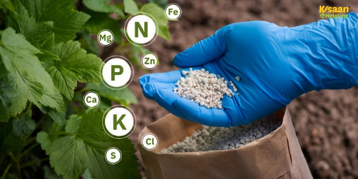 खरीफ सीजन 2025 में किसानों को राहत: सरकार ने ₹37,216 करोड़ की उर्वरक सब्सिडी को दी मंजूरी