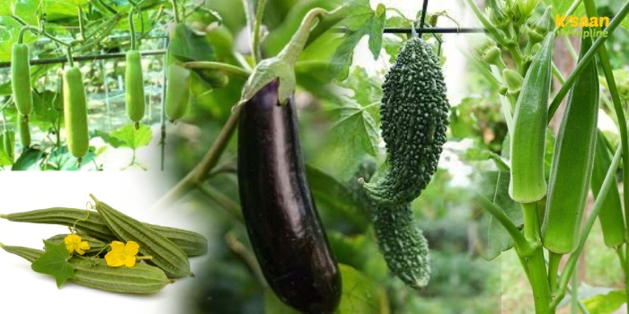 अप्रैल में इन 5 सब्जियों की खेती से होगी जबरदस्त कमाई, जानें पूरी जानकारी