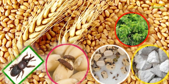 गेहूं भंडारण के घरेलू उपाय: बिना कीड़े और नमी के सुरक्षित रखे अपना अनाज