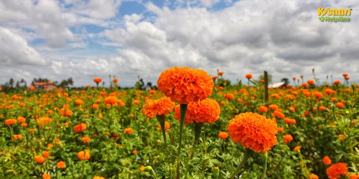 गेंदे की खेती से बदलें किस्मत: कम लागत, ज़बरदस्त मुनाफा, जानें वैज्ञानिक तकनीकें और सरकारी योजनाएं