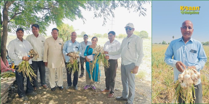 धमनार के किसान ने तैयार की लहसुन की नयी किस्म 'धमनार क्रांति', 12-18 माह तक खराब नहीं होगी , उत्पादन भी दोगुना धमनार के किसान ने तैयार की लहसुन की नयी किस्म 'धमनार क्रांति', 12-18 माह तक खराब नहीं होगी , उत्पादन भी दोगुना