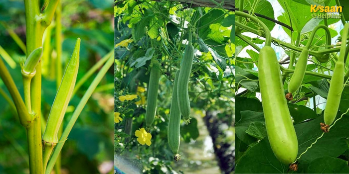 खाली खेतों को ऐसे न छोड़ें- अप्रैल में करें इन 3 सब्जियों की खेती, 60 दिन में हो सकती है अच्छी खासी कमाई ! खाली खेतों को ऐसे न छोड़ें- अप्रैल में करें इन 3 सब्जियों की खेती, 60 दिन में हो सकती है अच्छी खासी कमाई !