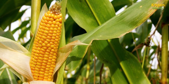 20 अप्रैल के बाद करें मक्का की बुवाई, ये 5 किस्में देंगी कम पानी में बंपर पैदावार