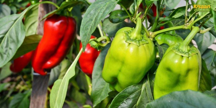 अप्रैल के अंत में करें शिमला मिर्च की खेती, सिर्फ 65 दिन में होगी शानदार कमाई, बाजार में जबरदस्त मांग