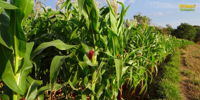 मक्का की फसल में नहीं हो रही है बढ़ोतरी? अपनाएं ये वैज्ञानिक तरीके, बढ़ेगी उपज और होगी शानदार आमदनी