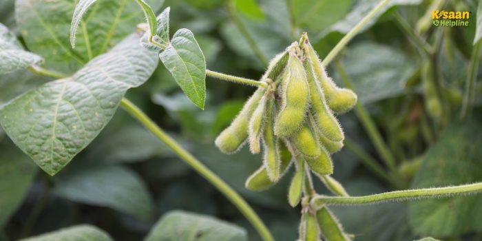 2025 खरीफ सीजन में सोयाबीन की खेती: जानिए उन्नत किस्में और अधिक पैदावार के लिए जरूरी टिप्स 2025 खरीफ सीजन में सोयाबीन की खेती: जानिए उन्नत किस्में और अधिक पैदावार के लिए जरूरी टिप्स