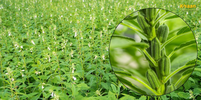 तिल की 'विभूति' किस्म से बढ़ेगी किसानों की आमदनी, जानें उन्नत खेती के पूरे तरीके