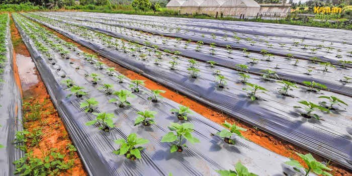 प्लास्टिक मल्चिंग से खेती में क्रांति: राजस्थान सरकार दे रही 50% सब्सिडी, उपज में होगा जबरदस्त इजाफा प्लास्टिक मल्चिंग से खेती में क्रांति: राजस्थान सरकार दे रही 50% सब्सिडी, उपज में होगा जबरदस्त इजाफा