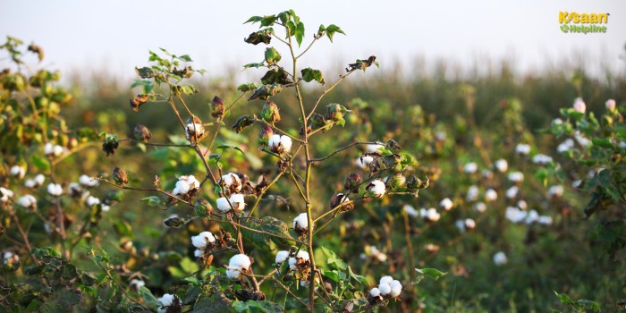 कपास की खेती: कम पानी, कम लागत और बंपर मुनाफा – किसान अब नहीं रहेंगे कर्ज में