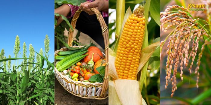 बारिश के मौसम में फसल बचाव की विशेष सलाह: धान, मक्का, सब्जियों और चारे की खेती में करें ये जरूरी उपाय बारिश के मौसम में फसल बचाव की विशेष सलाह: धान, मक्का, सब्जियों और चारे की खेती में करें ये जरूरी उपाय
