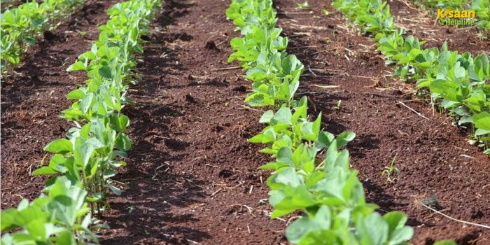 सोयाबीन किसानों के लिए जरूरी सलाह: सोयाबीन की बेहतर पैदावार के लिए अपनाएं ये जरूरी कदम